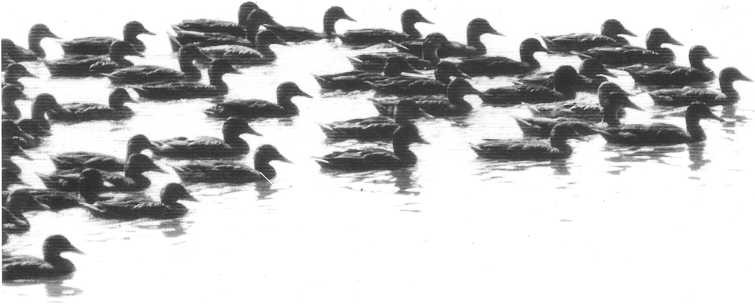 Kachny na Farském rybníku v roce 1989