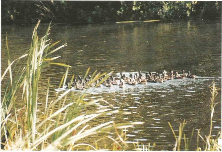 Kachny na Farském rybníku v roce 1998